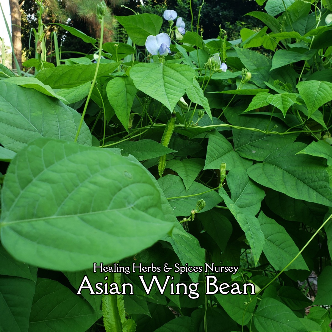 Winged Bean - Live Plant