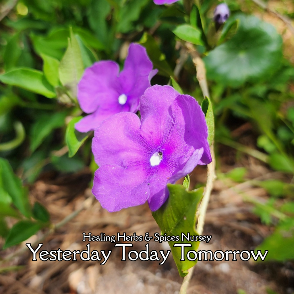 Yesterday Today Tomorrow- Live Plant