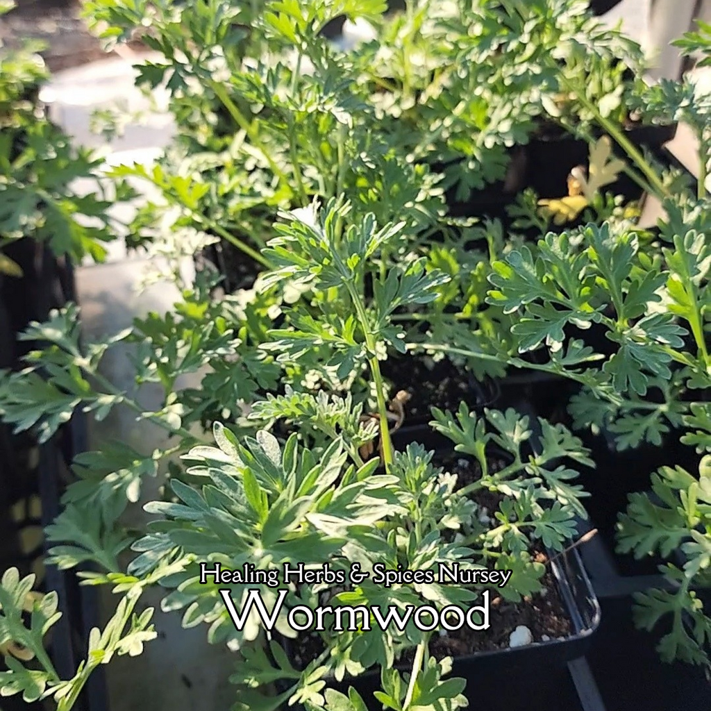 Wormwood - Live Plant