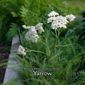 Yarrow - Live Plant