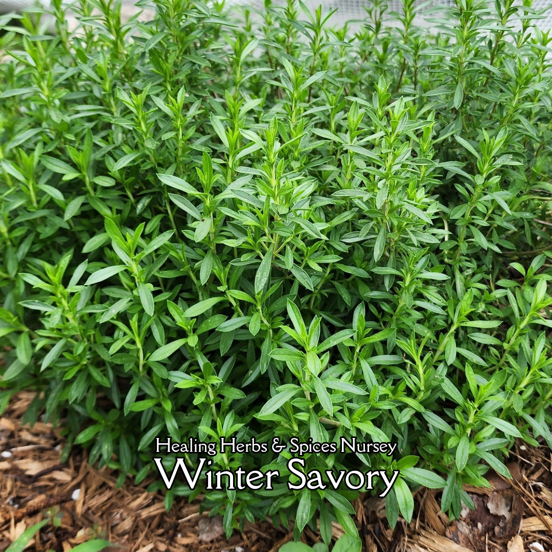 Winter Savory - Live Plant