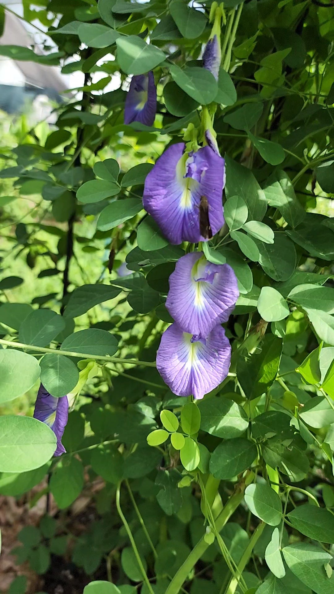 Butterfly Pea "Purple" - Live Plant