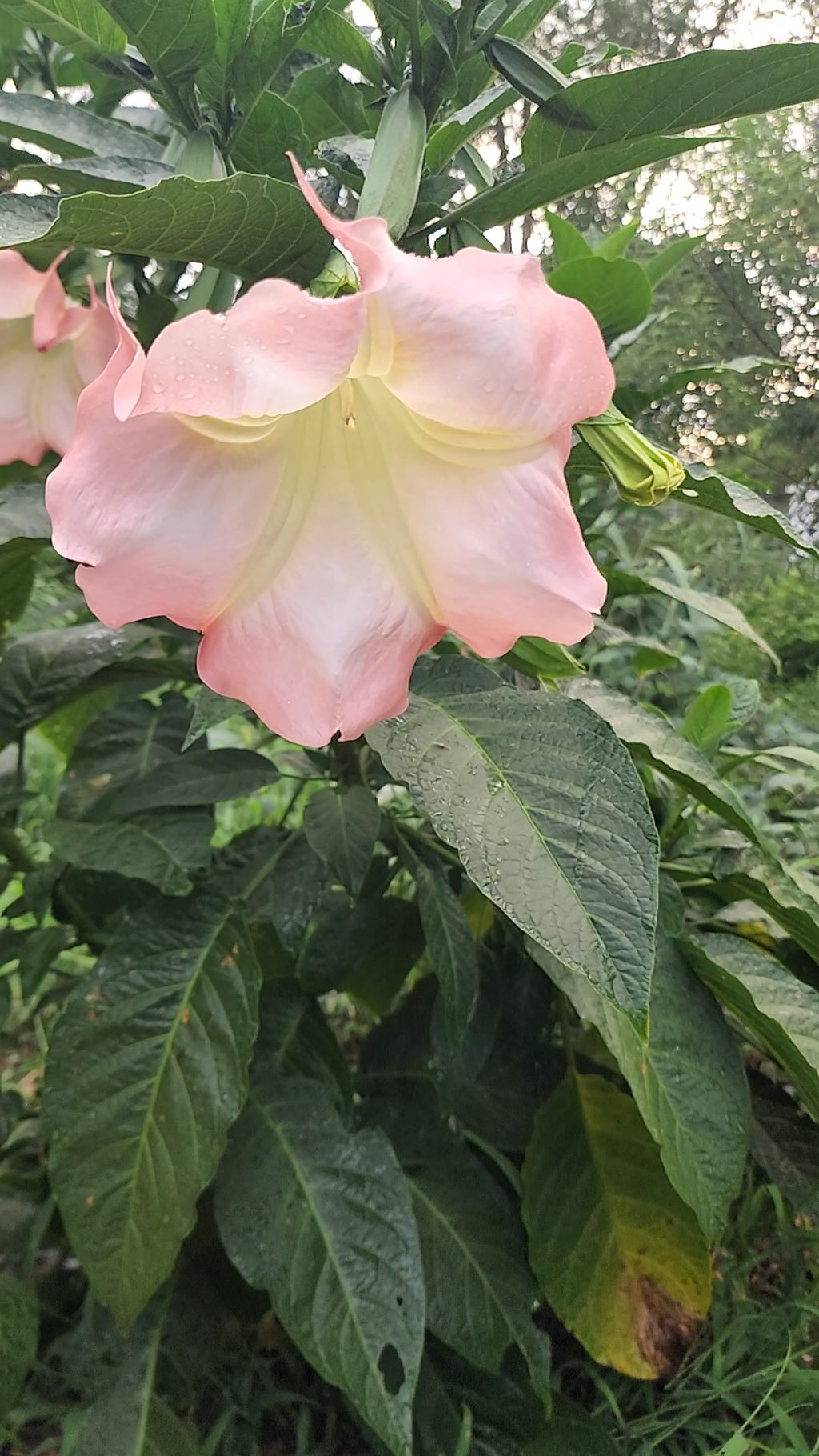 Angel's Trumpet "Strawberry Cream" - Live Plant