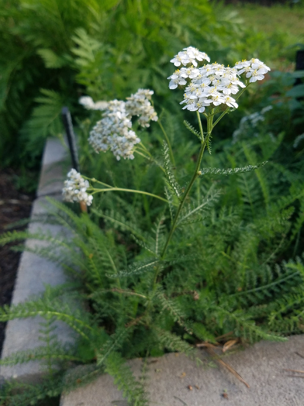 Yarrow - Live Plant