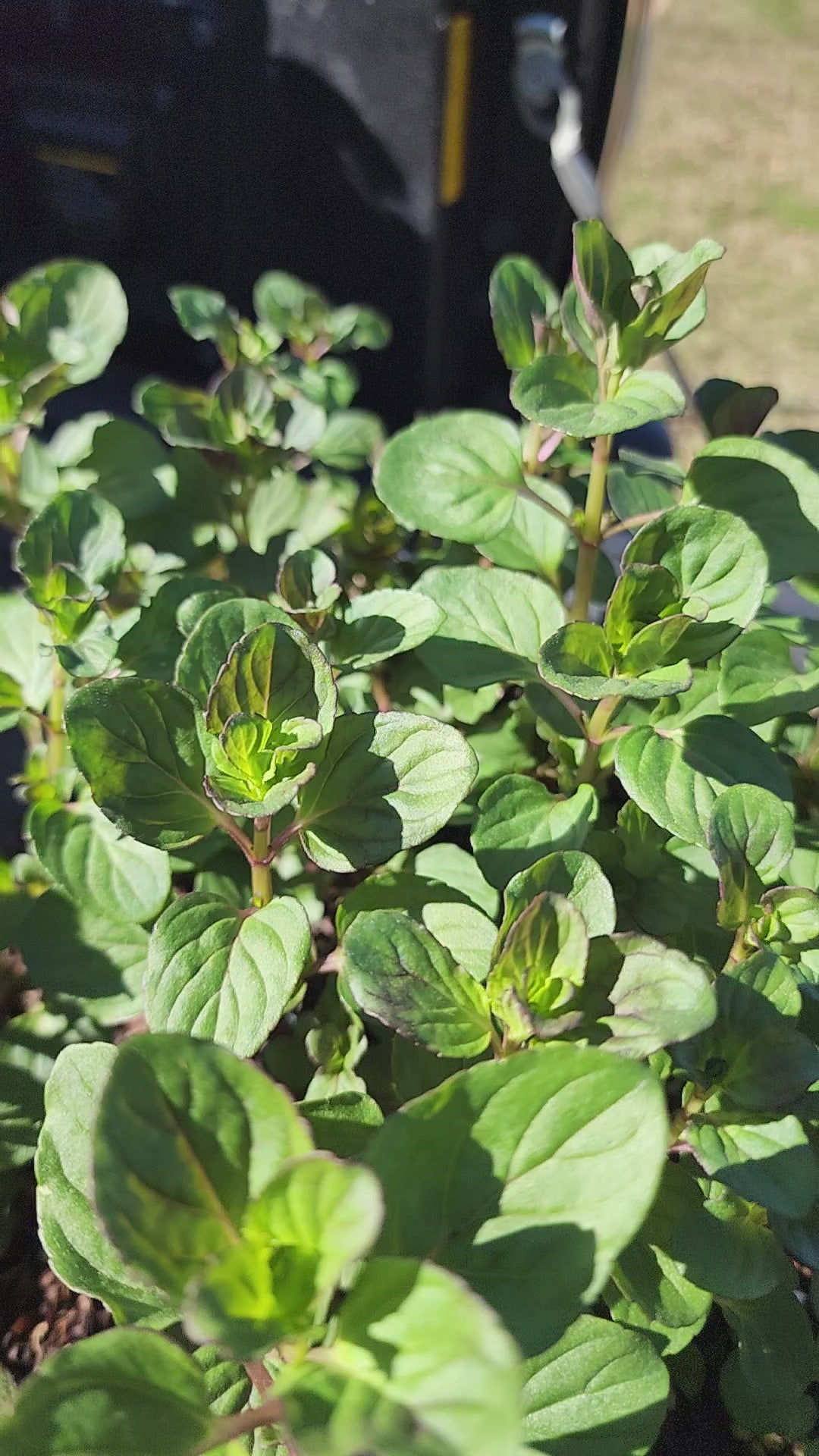 Mint "Lime" - Live Plant