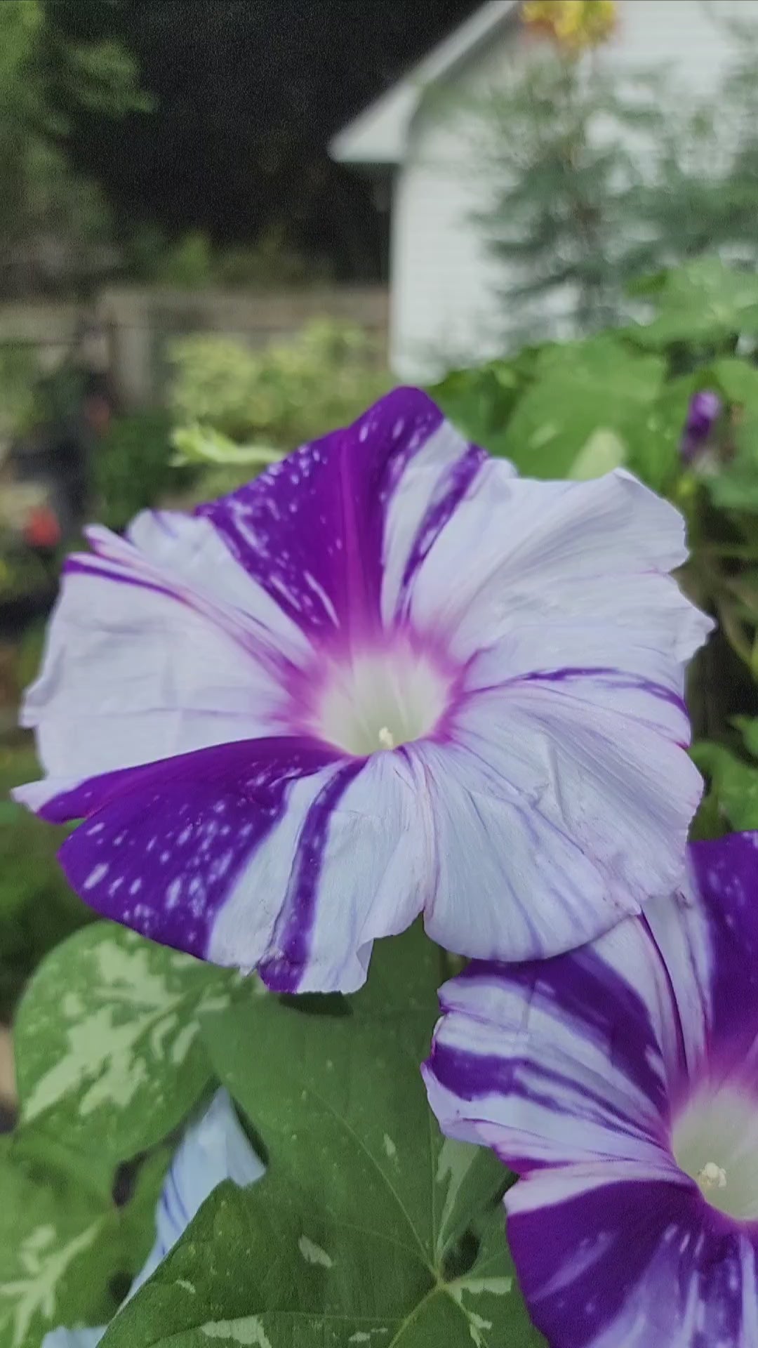 Morning Glory, Japanese "Mura Kumo" - Live Plant