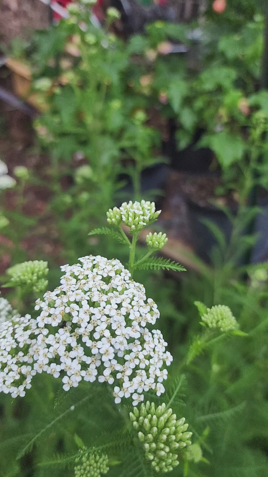 Yarrow - Live Plant