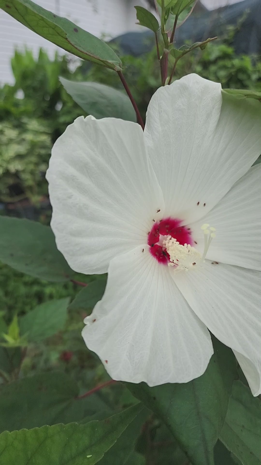 Hibiscus "White Swamp" - Live Plant