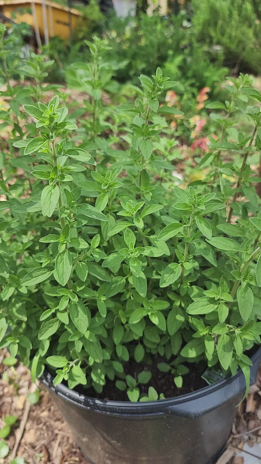 Oregano "Greek" - Live Plant
