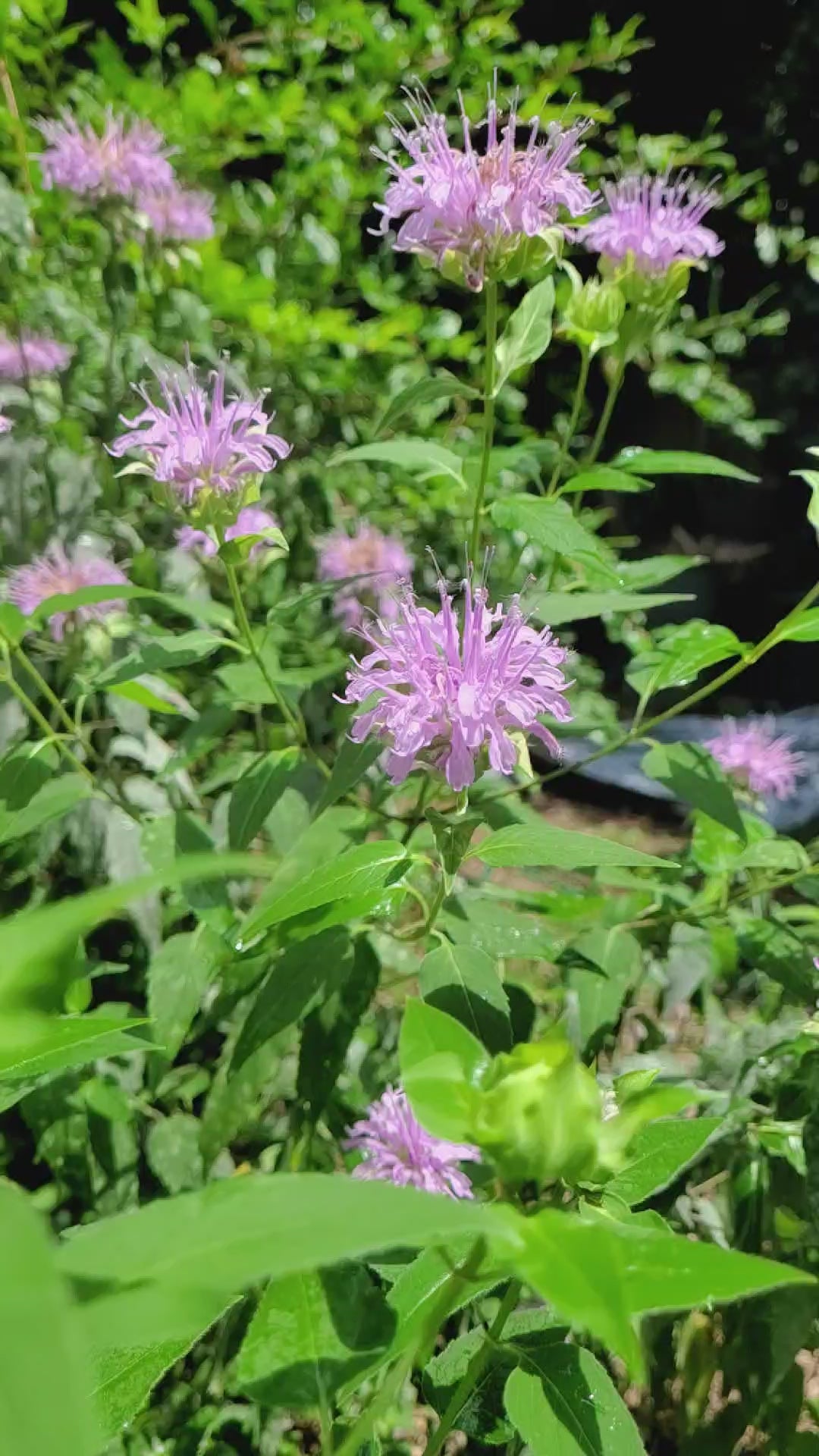 Bee Balm "Wild" - Live Plant