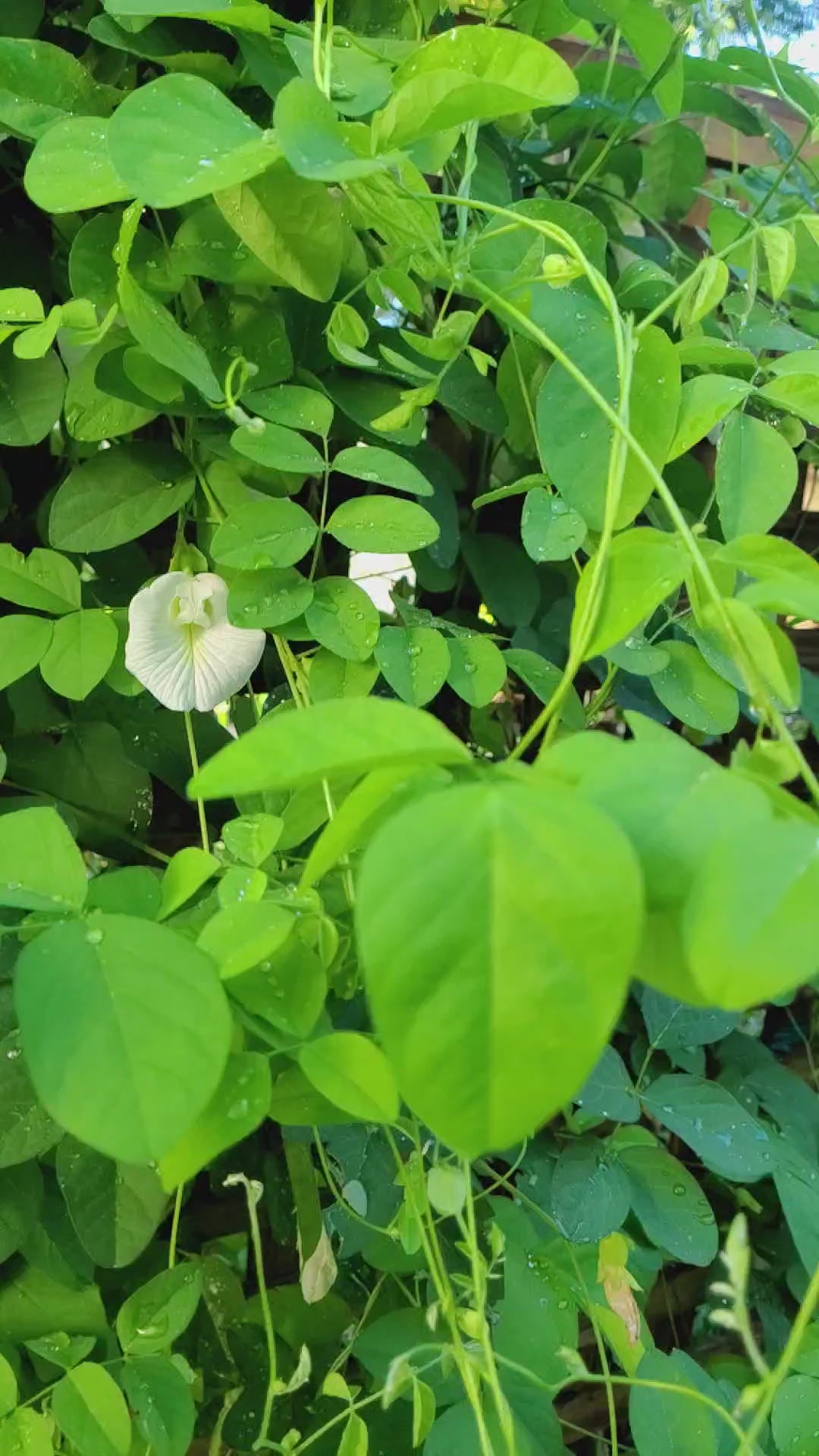 Butterfly Pea "White" - Live Plant