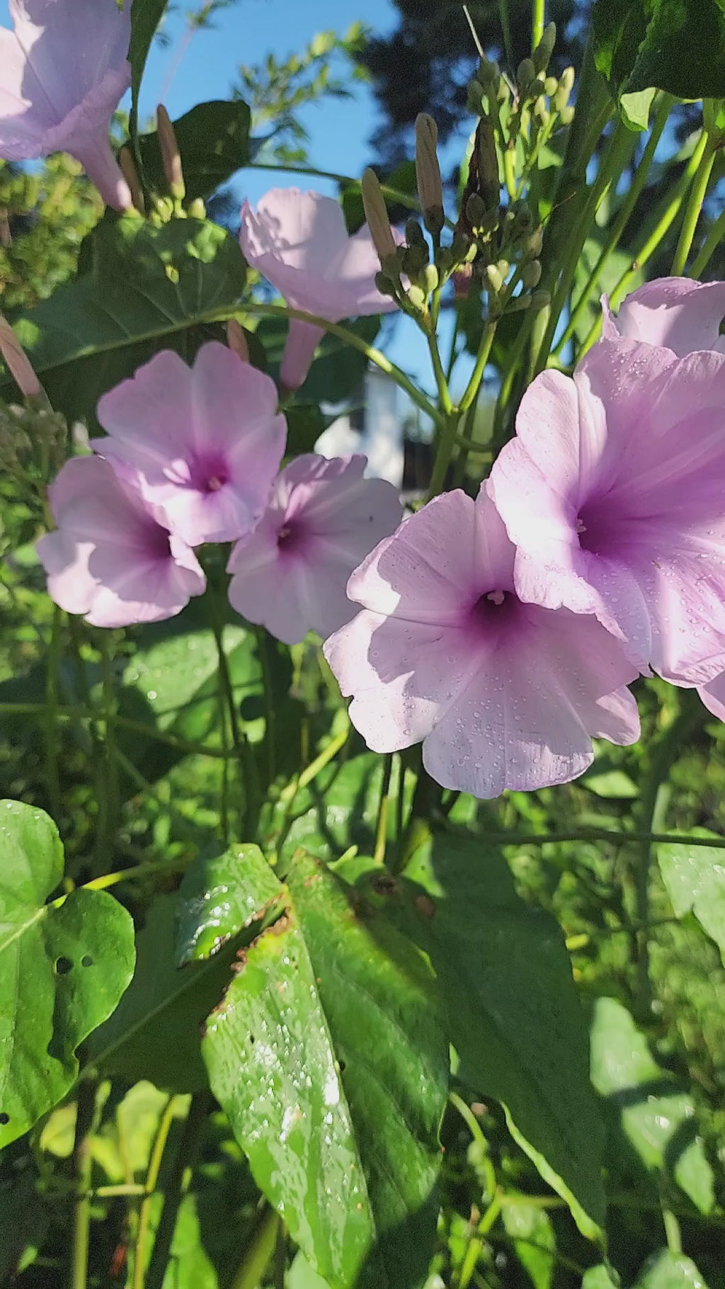 Morning Glory Bush "Lavender" - Live Plant
