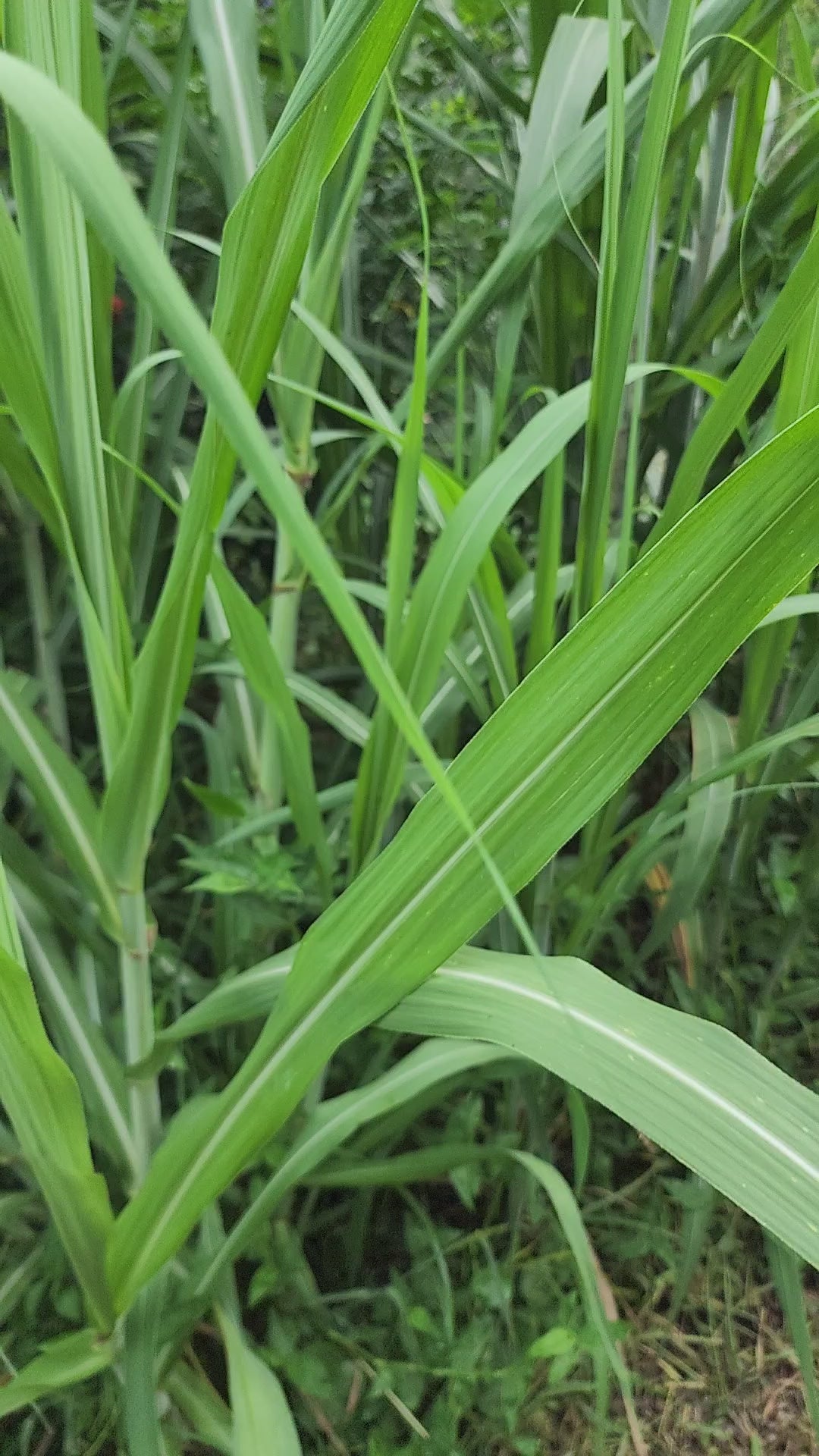 Sugarcane "Louisiana Green" - Live Plant
