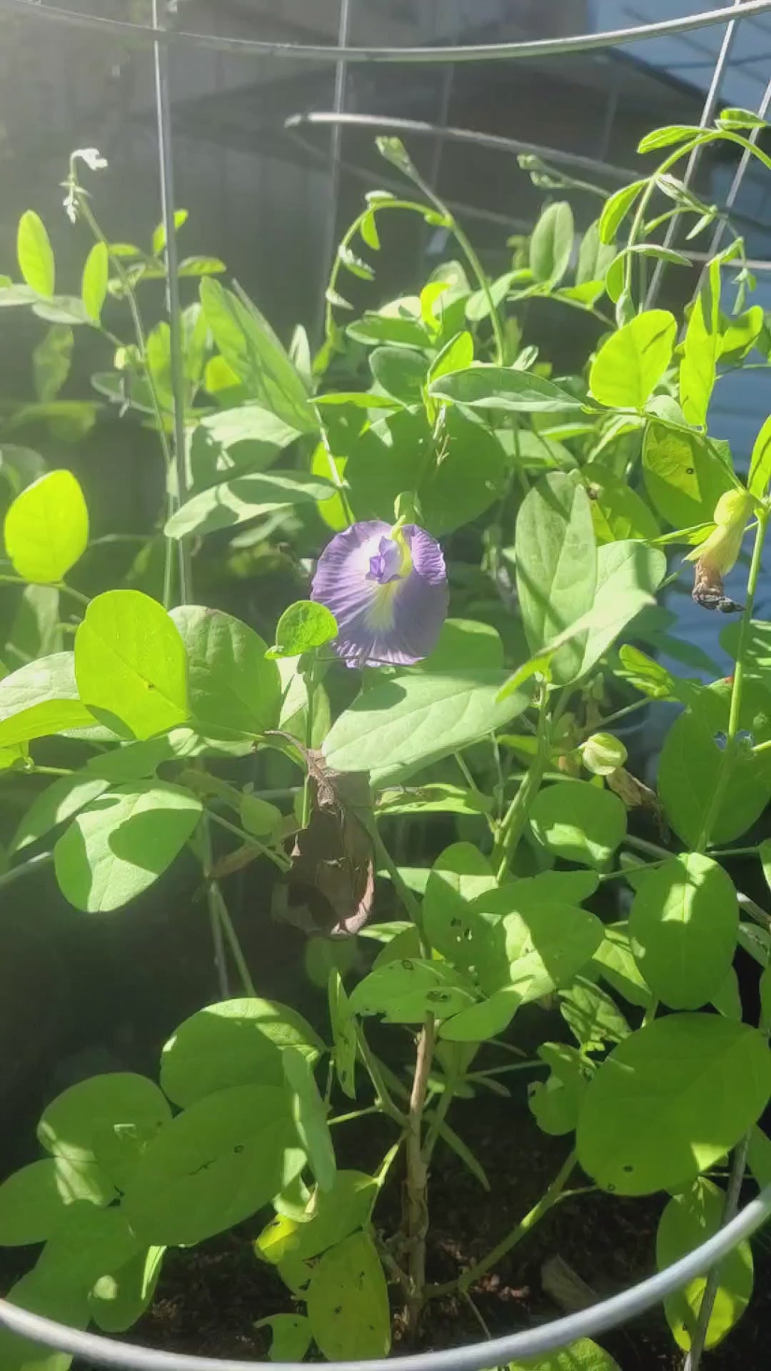 Butterfly Pea "Purple" - Live Plant