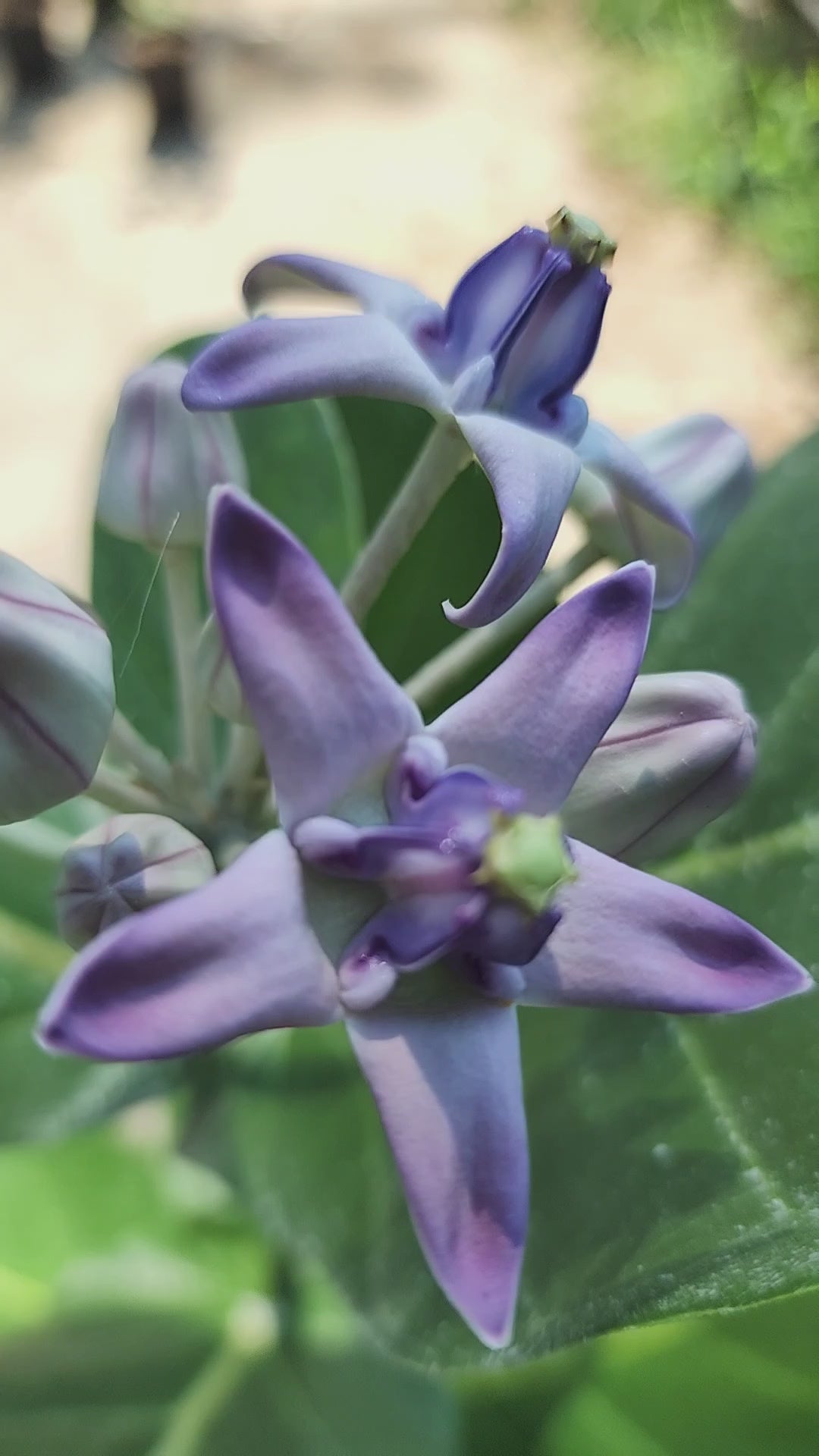 Giant Calotrope Milkweed - Live Plant