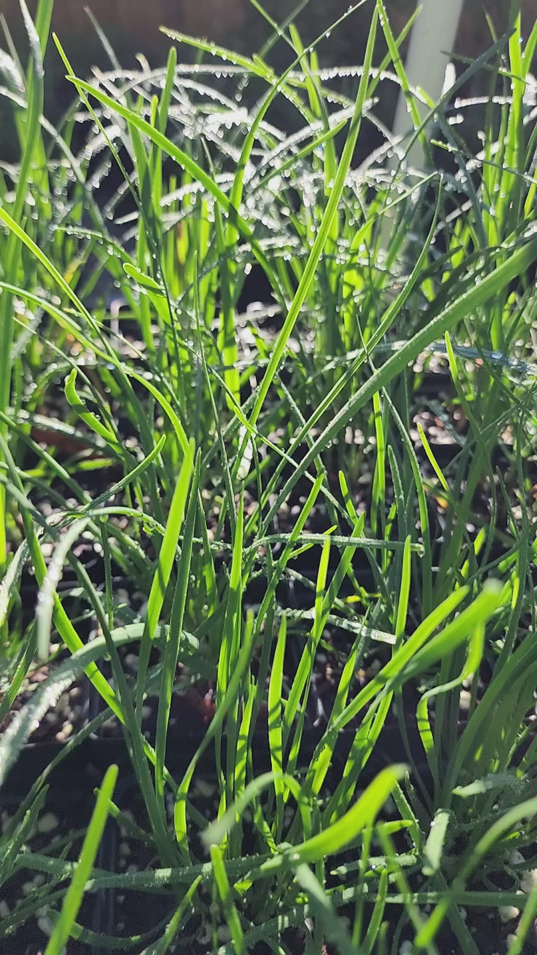 Chives "Garlic" - Live Plant
