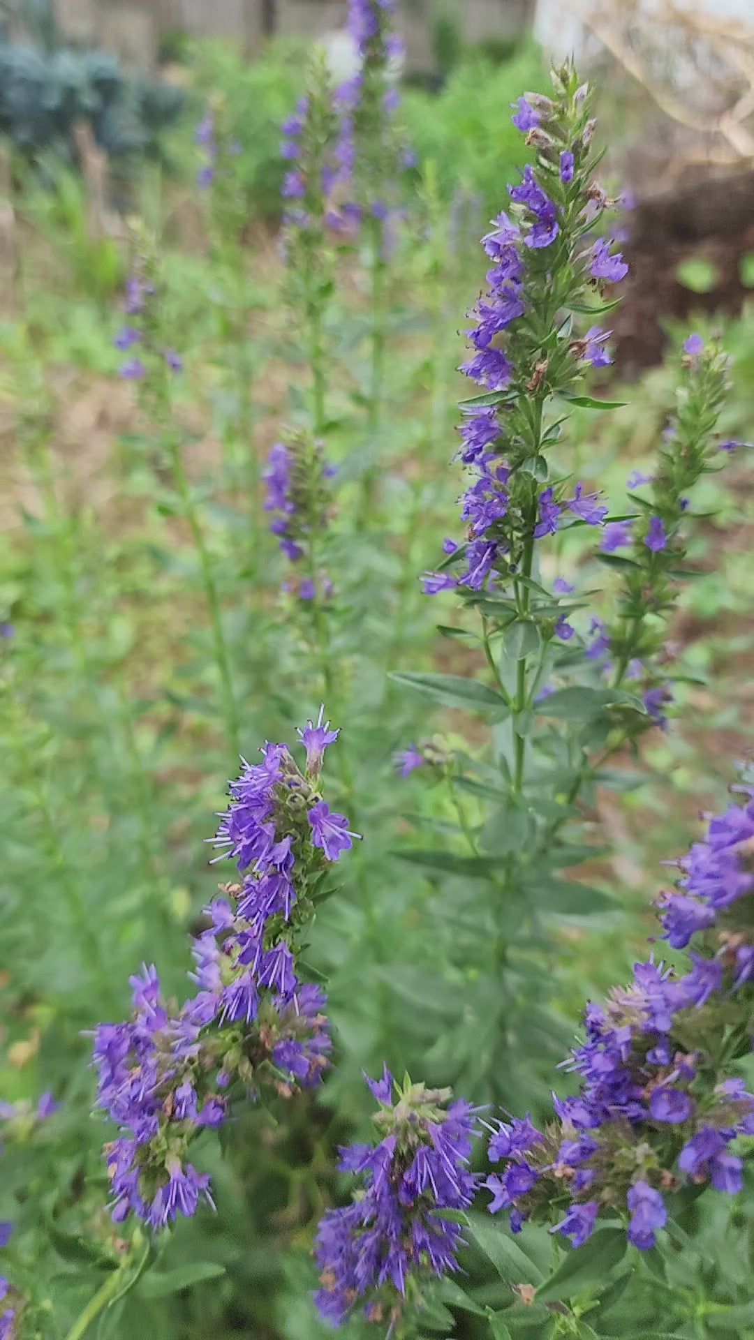Hyssop - Live Plant