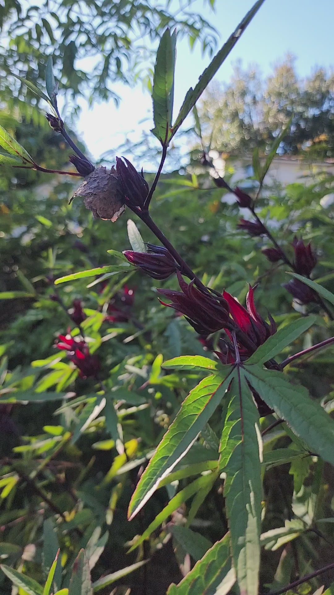 Roselle "Jamaican Burgundy" - Live Plant