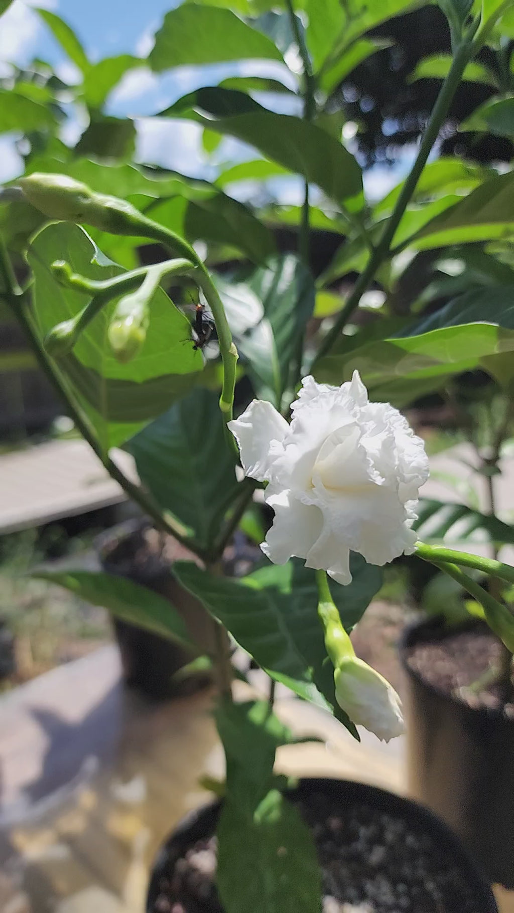 Gardenia "Florida Cape" - Live Plant