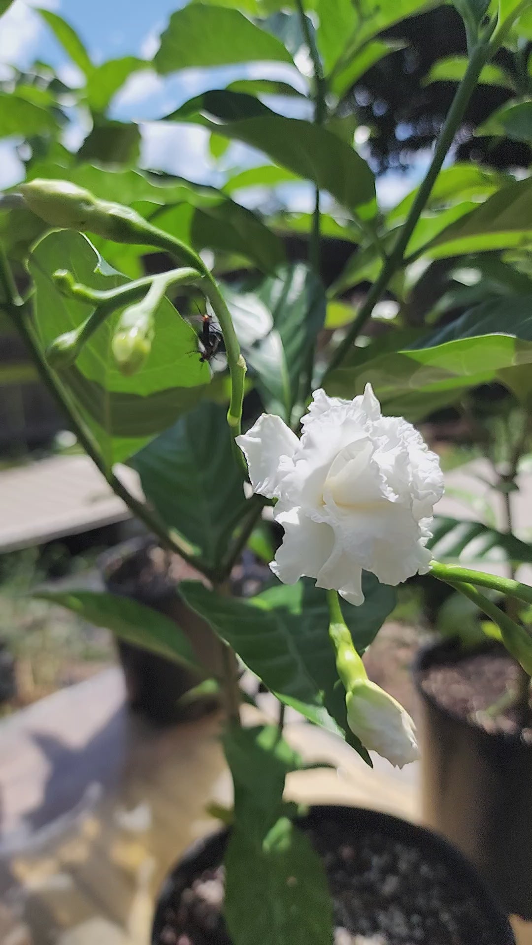 Gardenia "Florida Cape" - Live Plant
