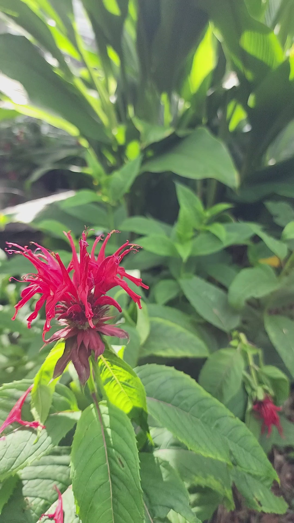 Bee Balm "Scarlet" - Live Plant