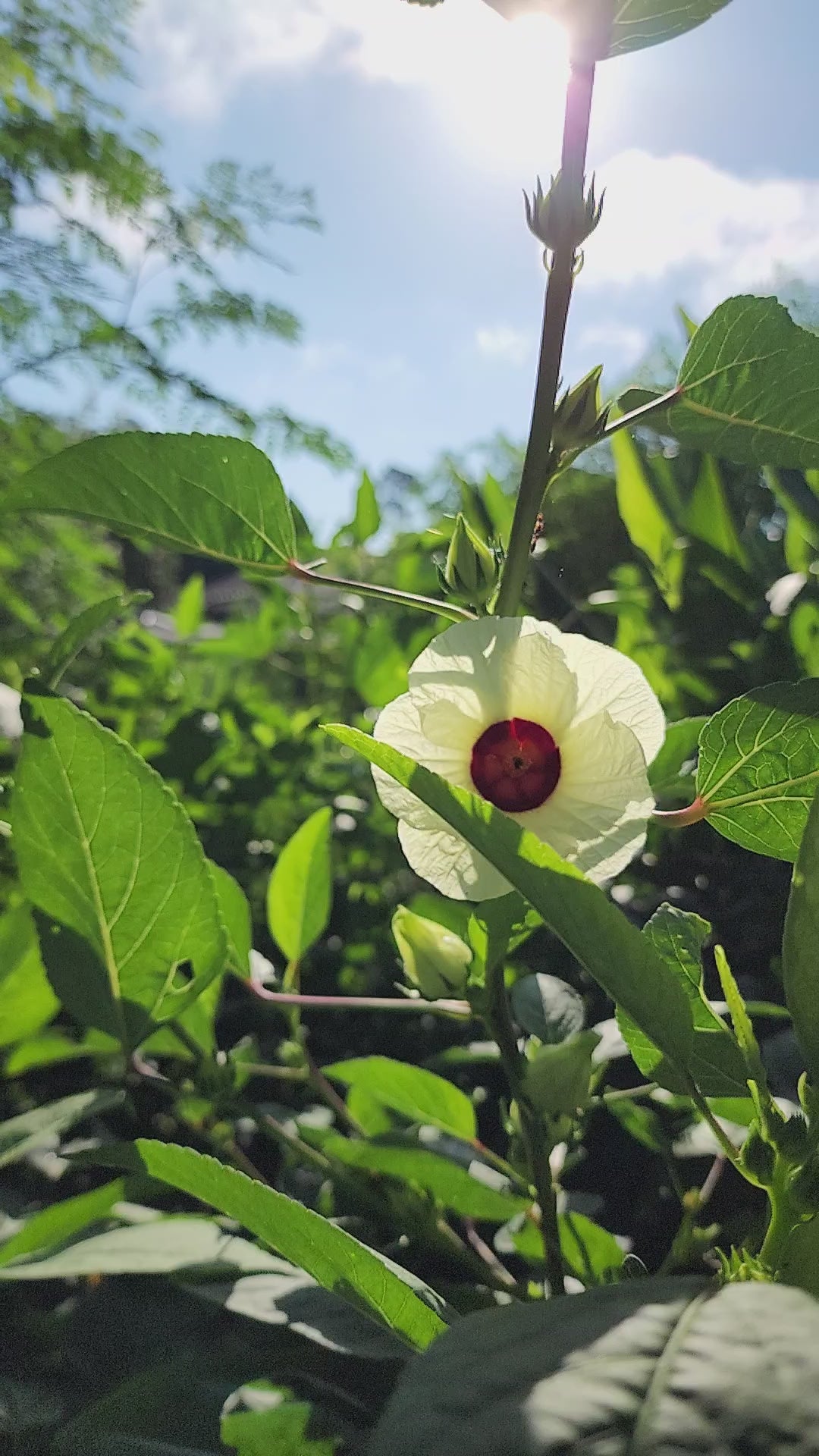Roselle "White" - Live Plant