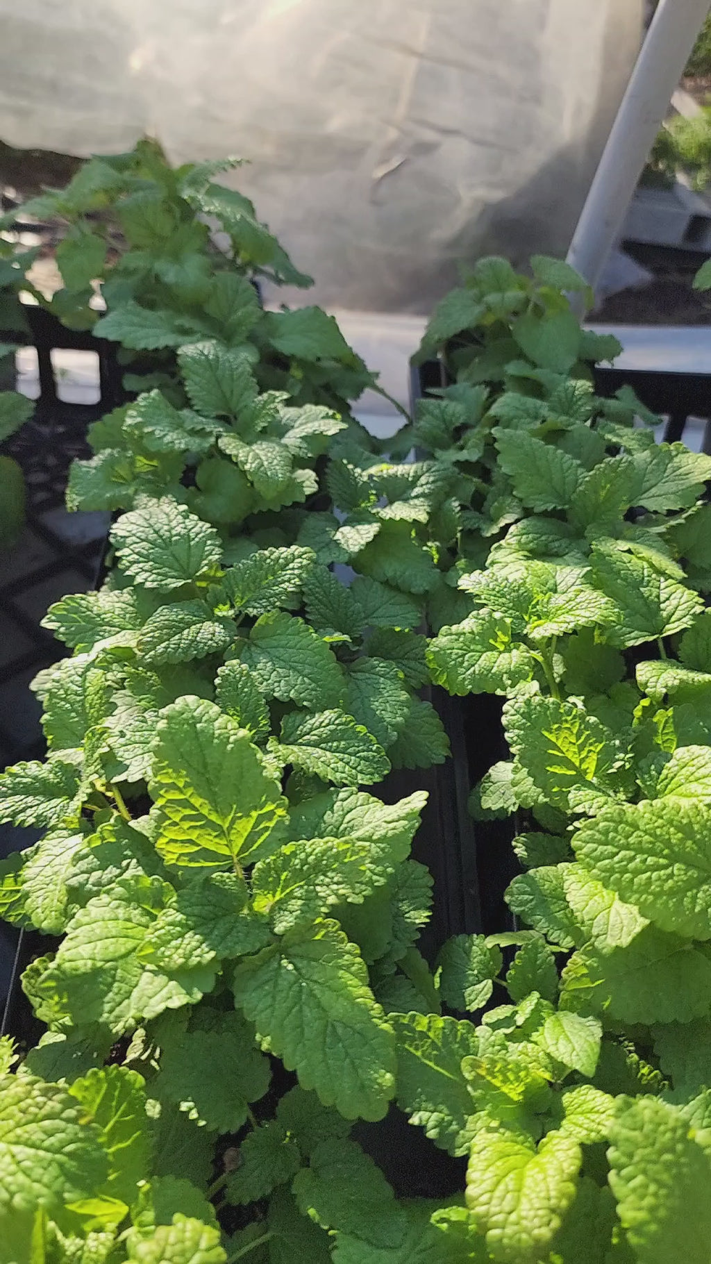 Lemon Balm - Live Plant