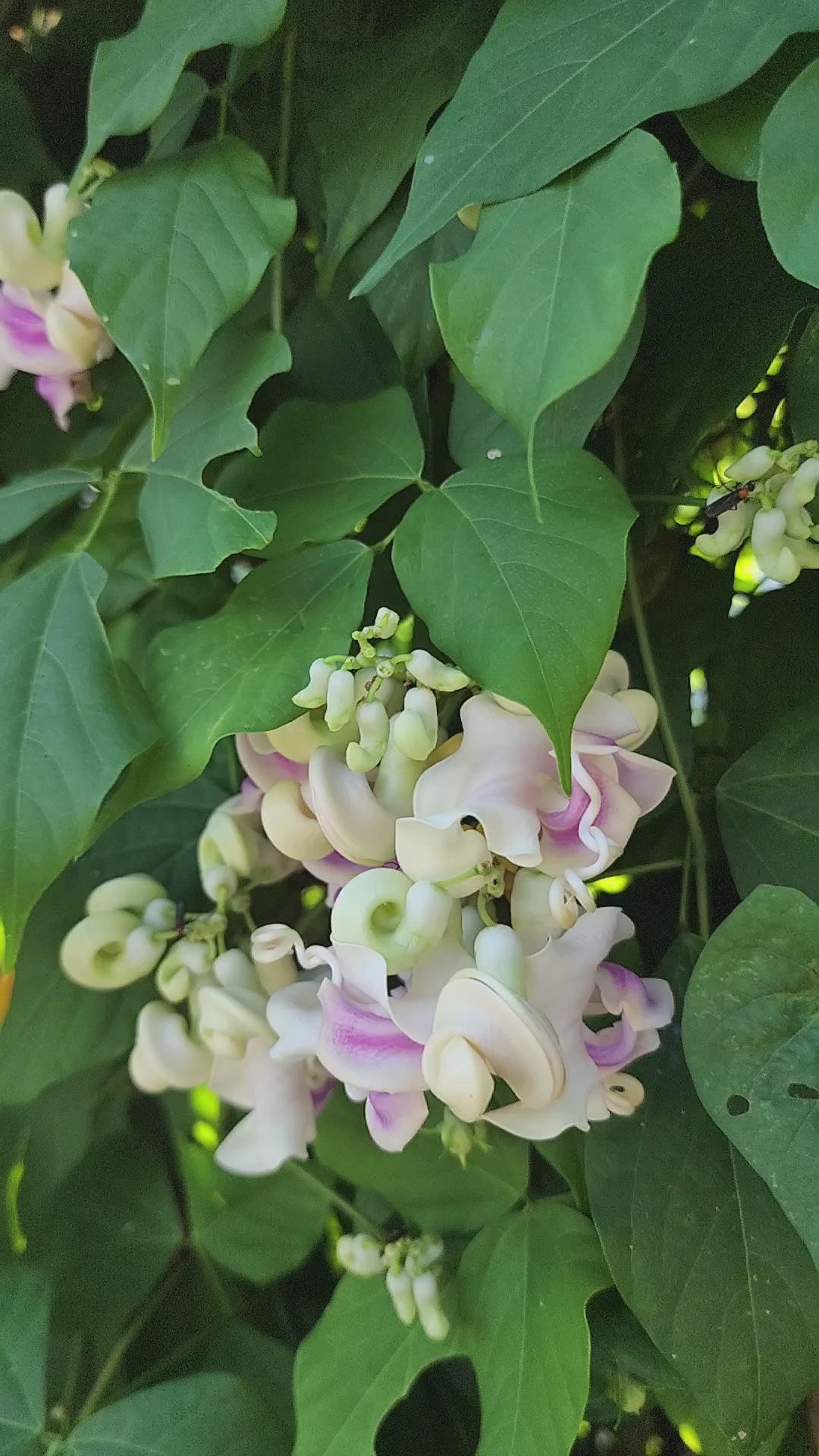 Snail Vine - Live Plant