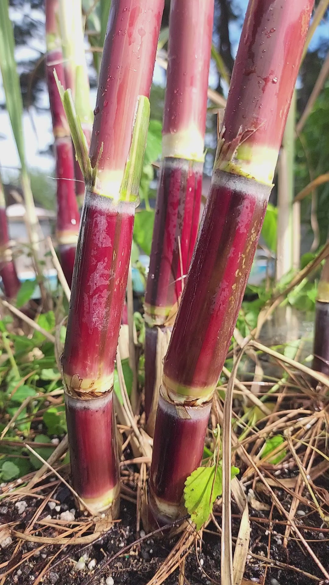 Sugarcane "Kava Rangi" - Live Plant