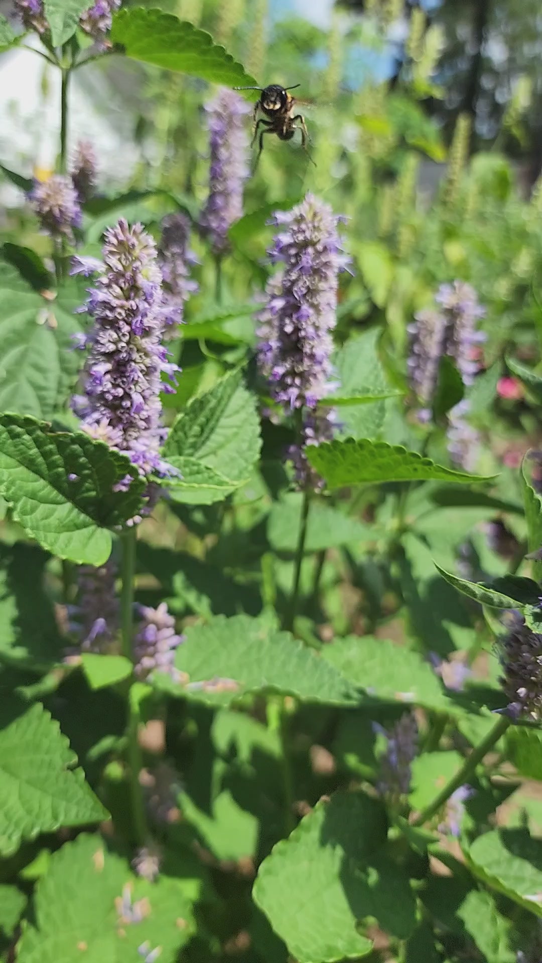 Hyssop "Anise" - Live Plant