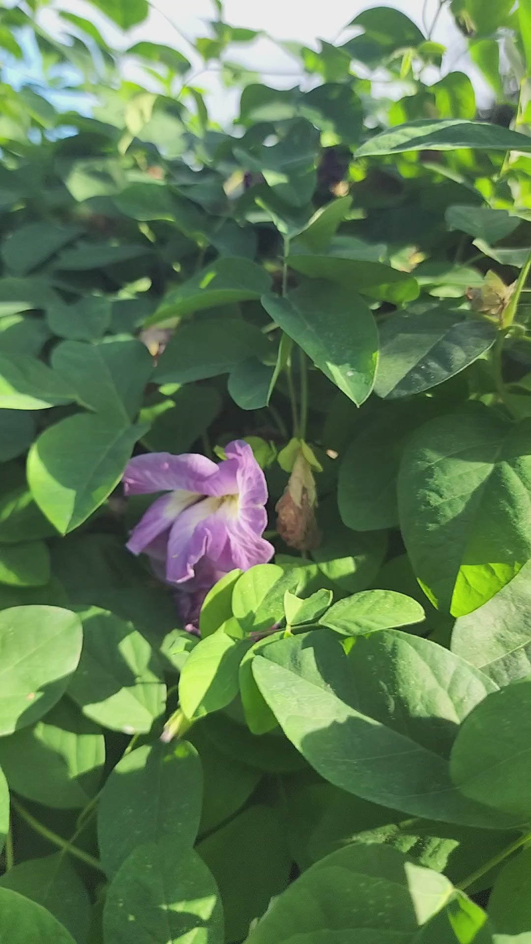 Butterfly Pea "Lavender Queen" - Live Plant