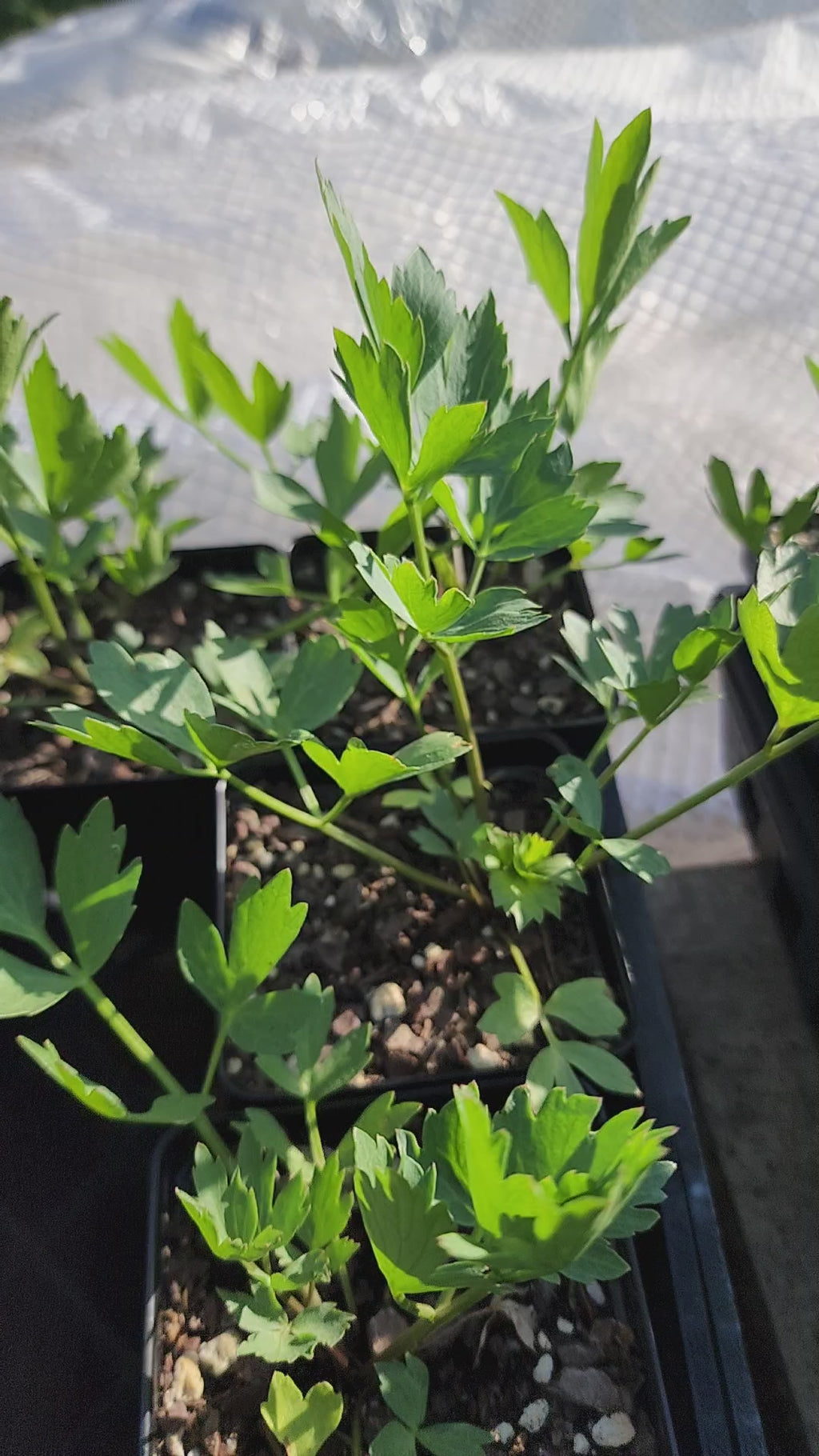 Lovage - Live Plant