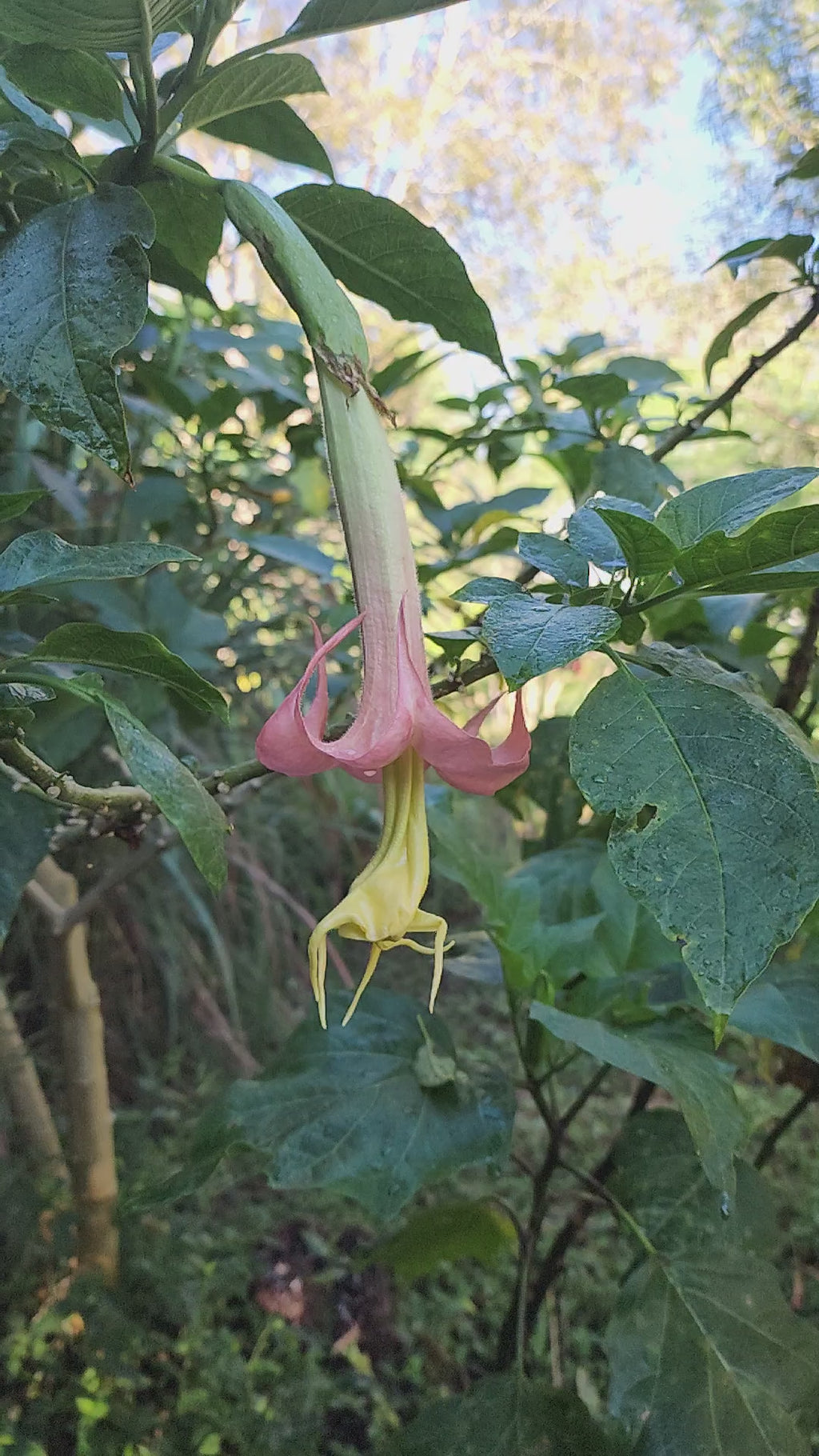 Angel's Trumpet "Angel's Honeymoon" - Live Plant