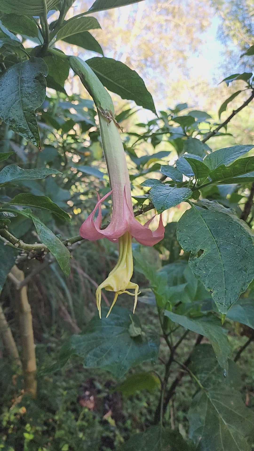 Angel's Trumpet "Angel's Honeymoon" - Live Plant