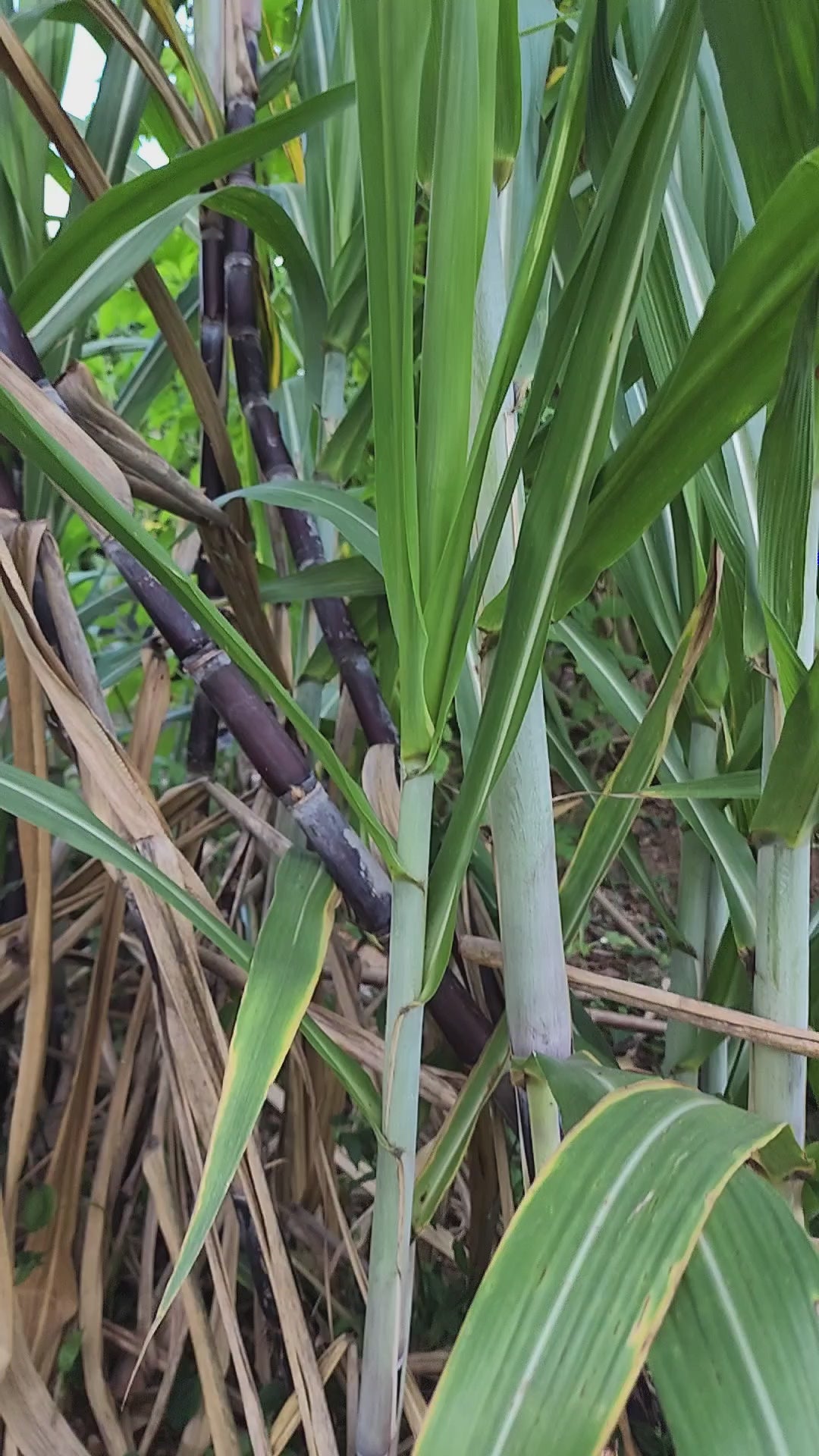 Sugarcane "Florida Red" - Live Plant