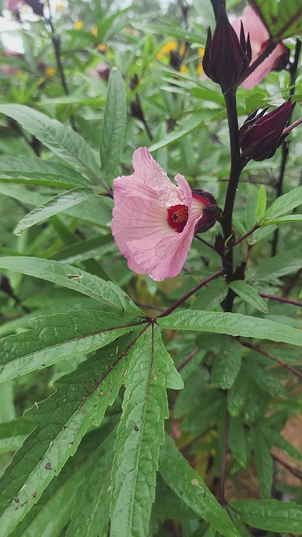 Roselle "Creole" - Live Plant