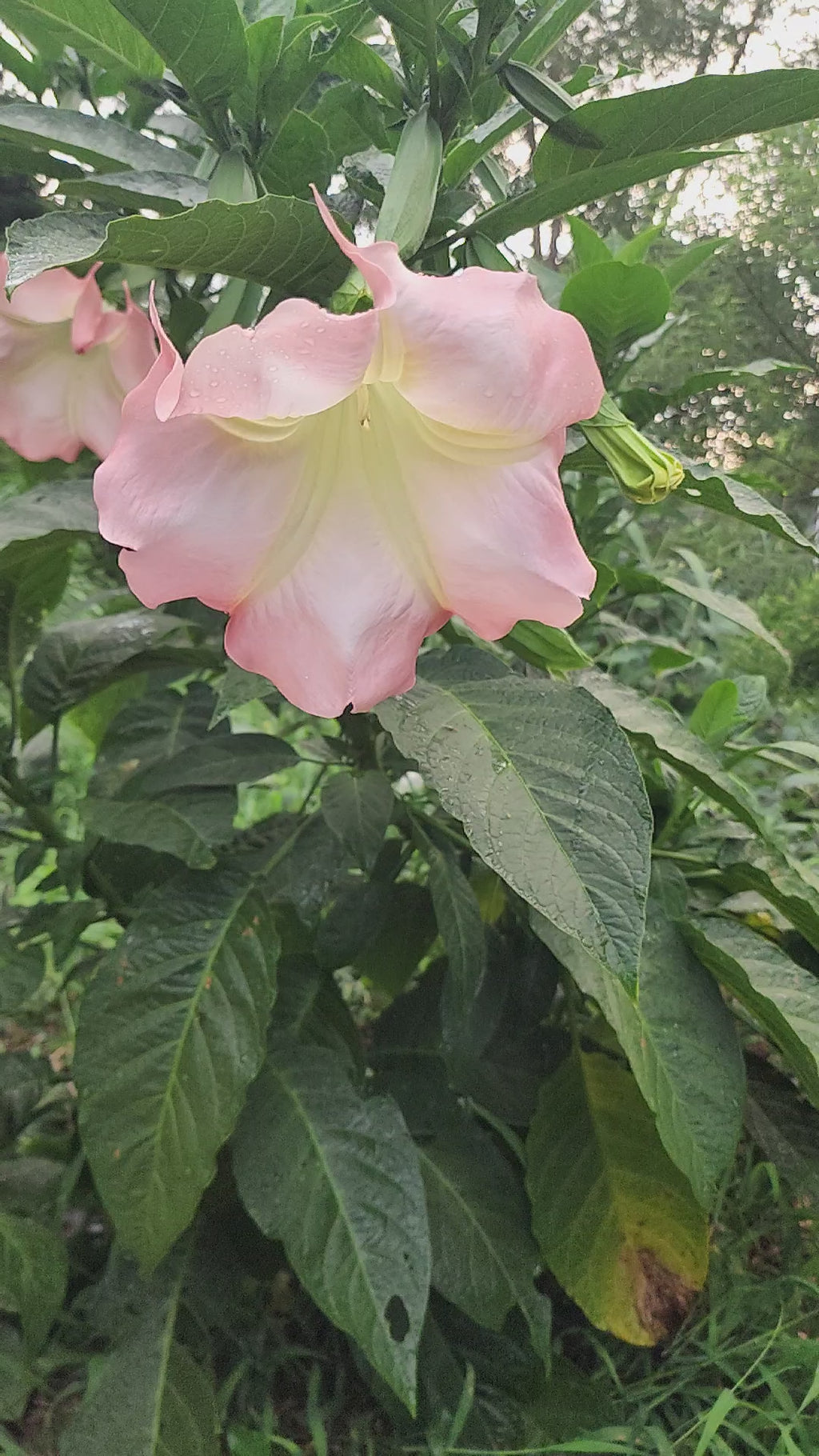 Angel's Trumpet "Strawberry Cream" - Live Plant