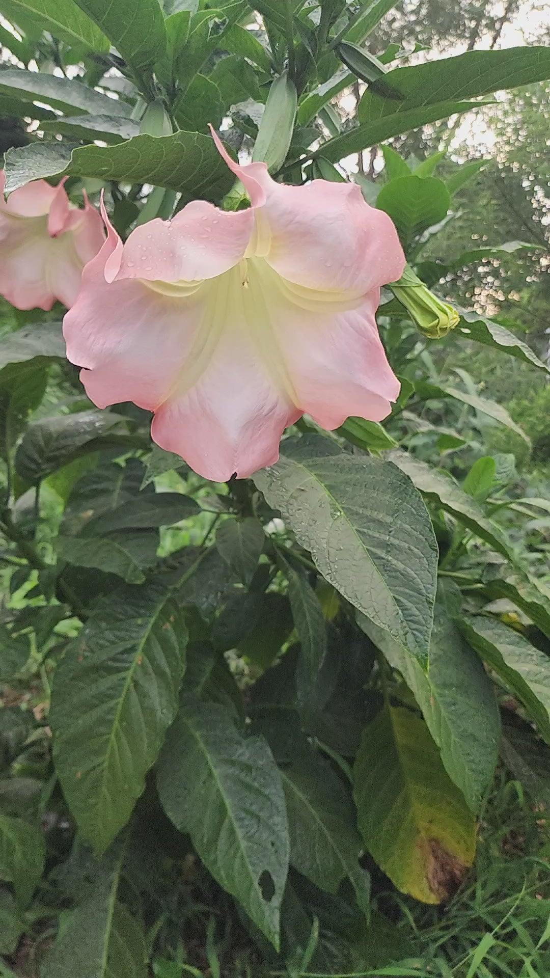 Angel's Trumpet "Strawberry Cream" - Live Plant