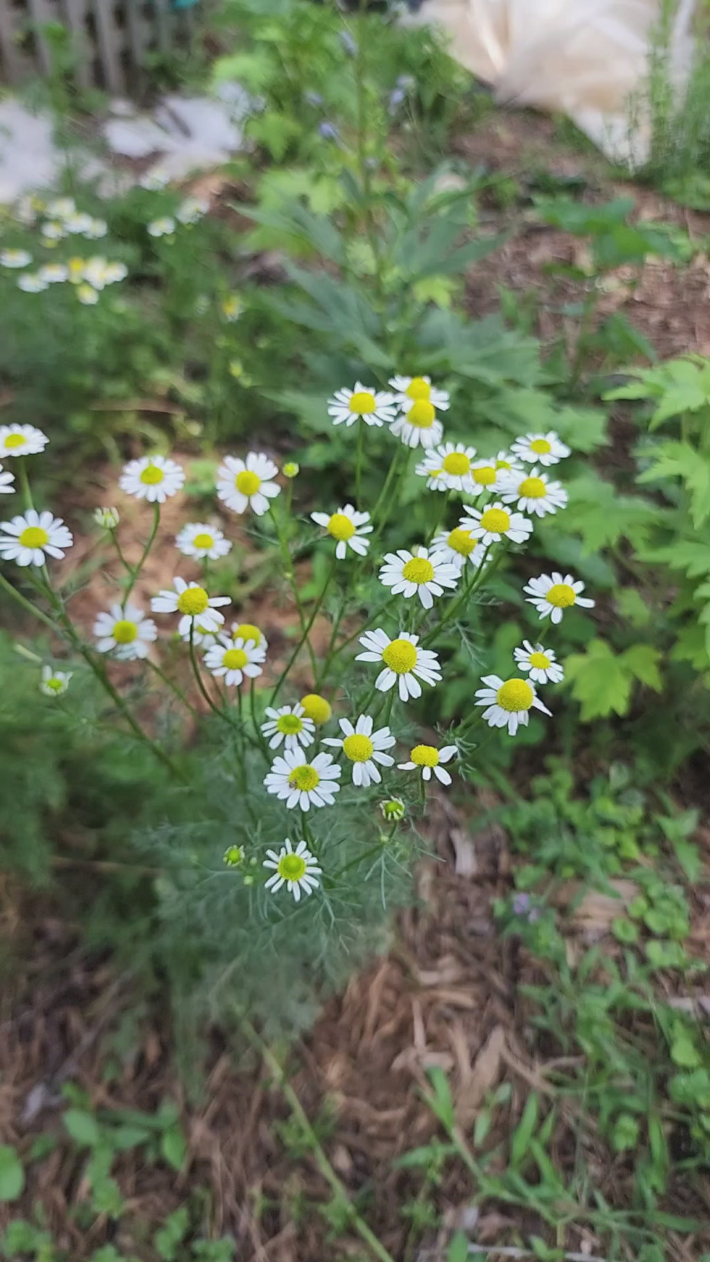 Chamomile - Live Plant