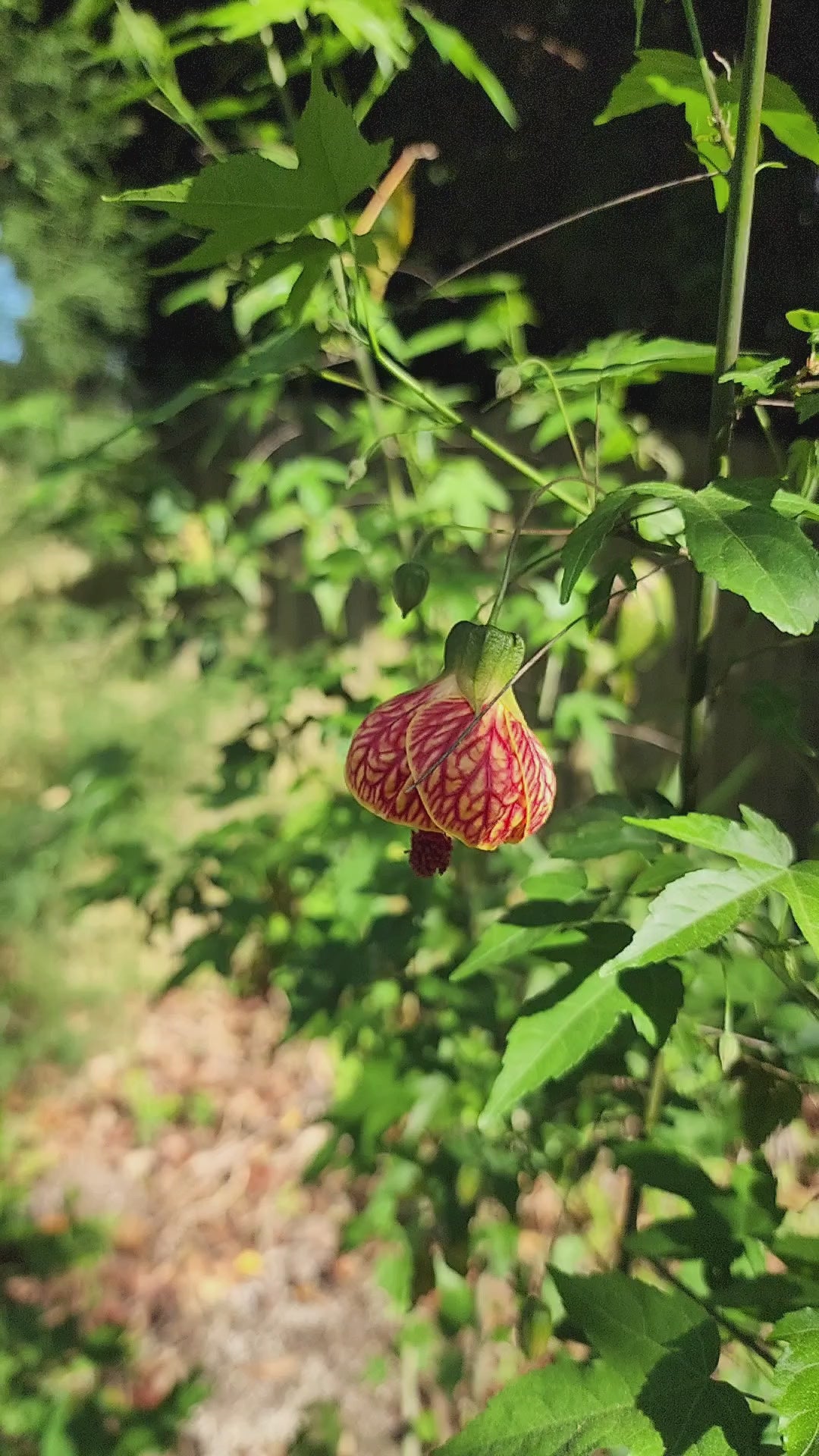 Abutilon "Tiger's Eye" - Live Plant