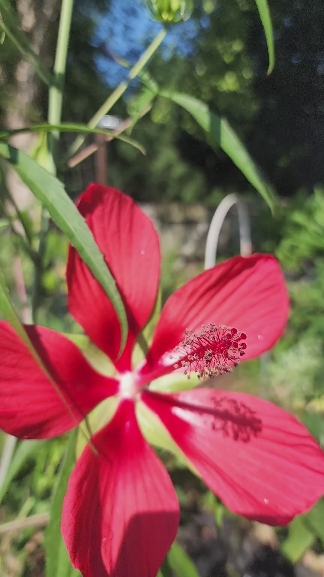 Hibiscus "Texas Star" - Live Plant