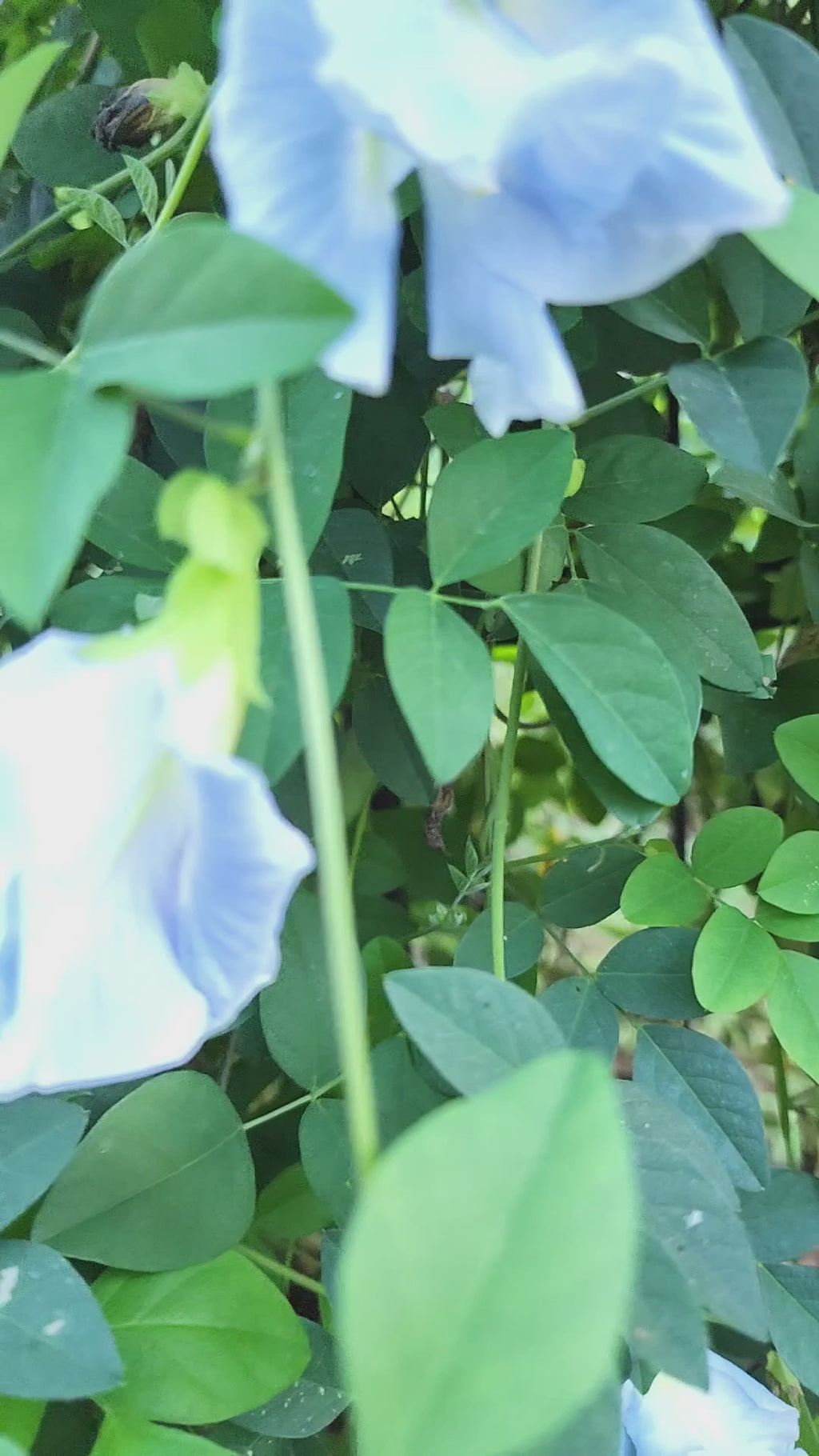Butterfly Pea "Double Sky Blue" - Live Plant