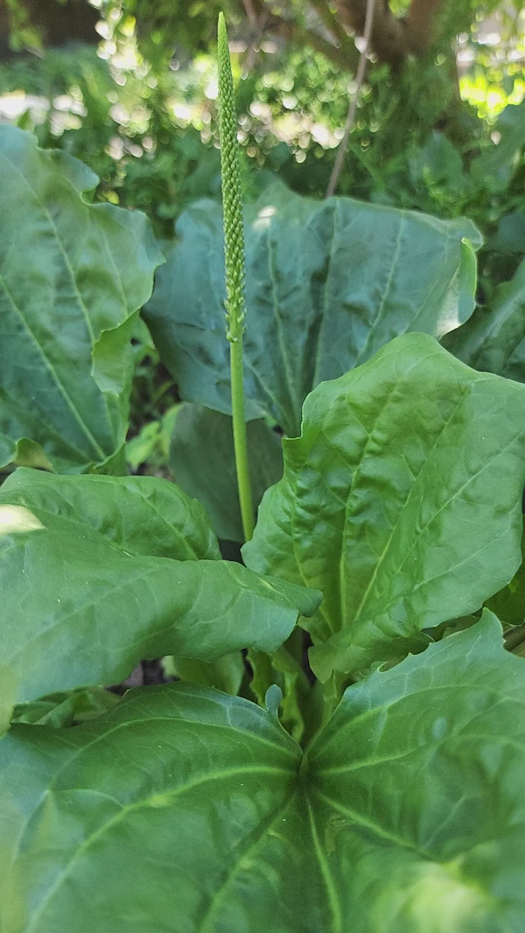 Plantain "Broad Leaf" - Live Plant