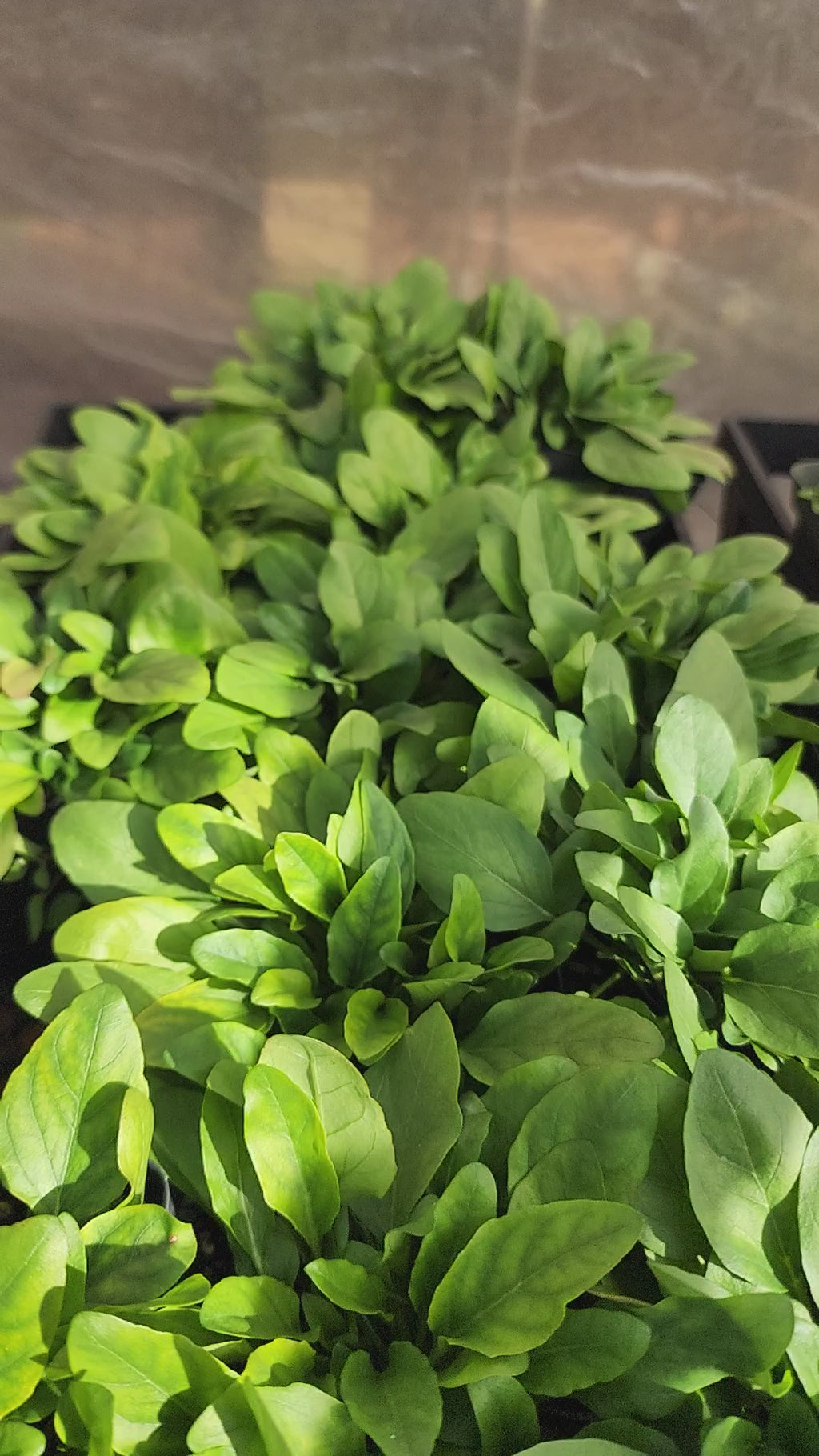 Self Heal or All Hea l- Live Plant