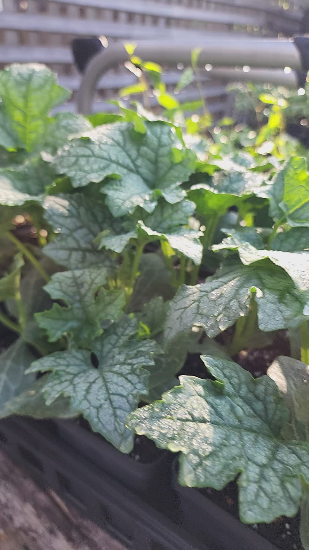 Luffa Gourd - Live Plant