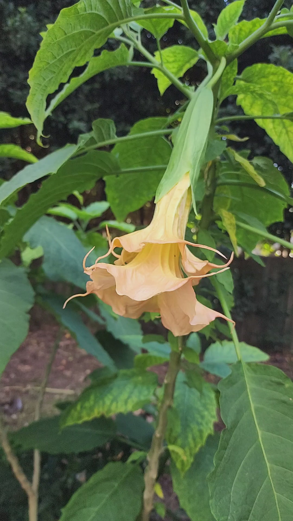 Angel's Trumpet "Eddies Coral Reef" - Live Plant