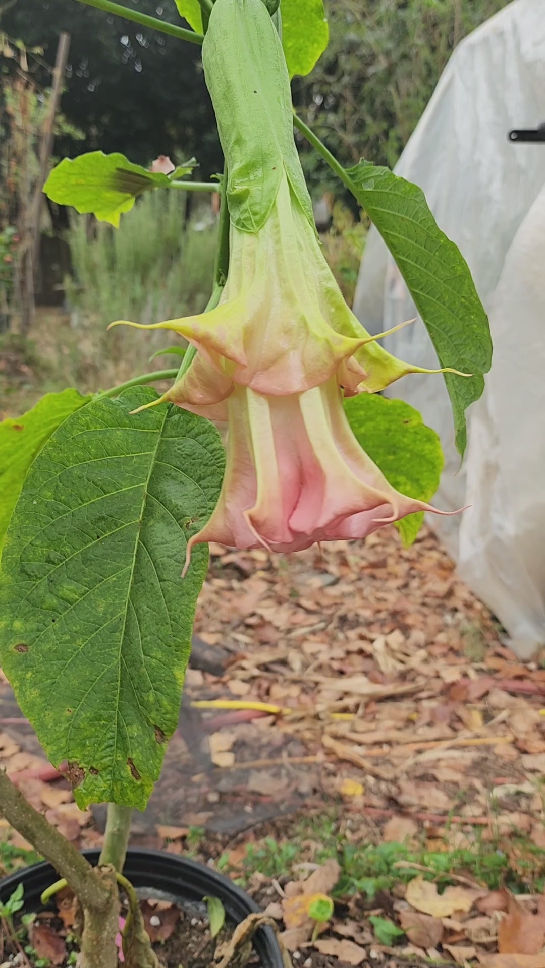 Angel's Trumpet "Yaya" - Live Plant