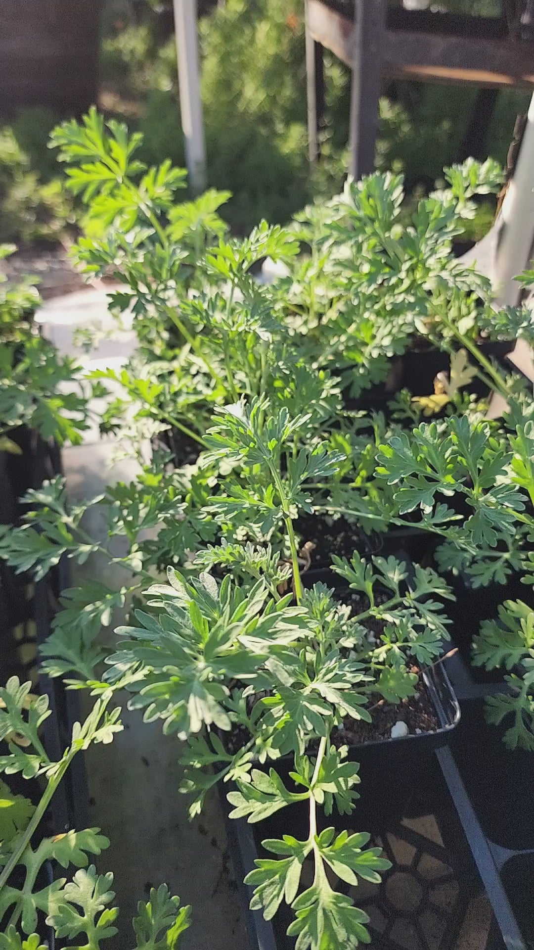 Wormwood - Live Plant