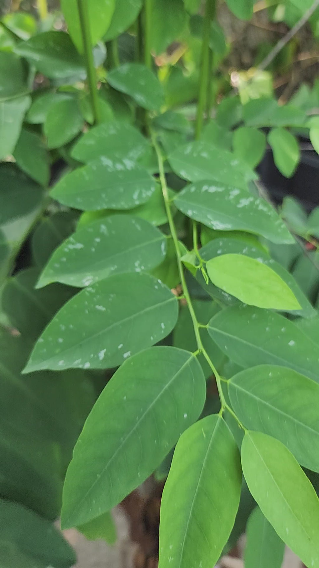 Katuk - Live Plant