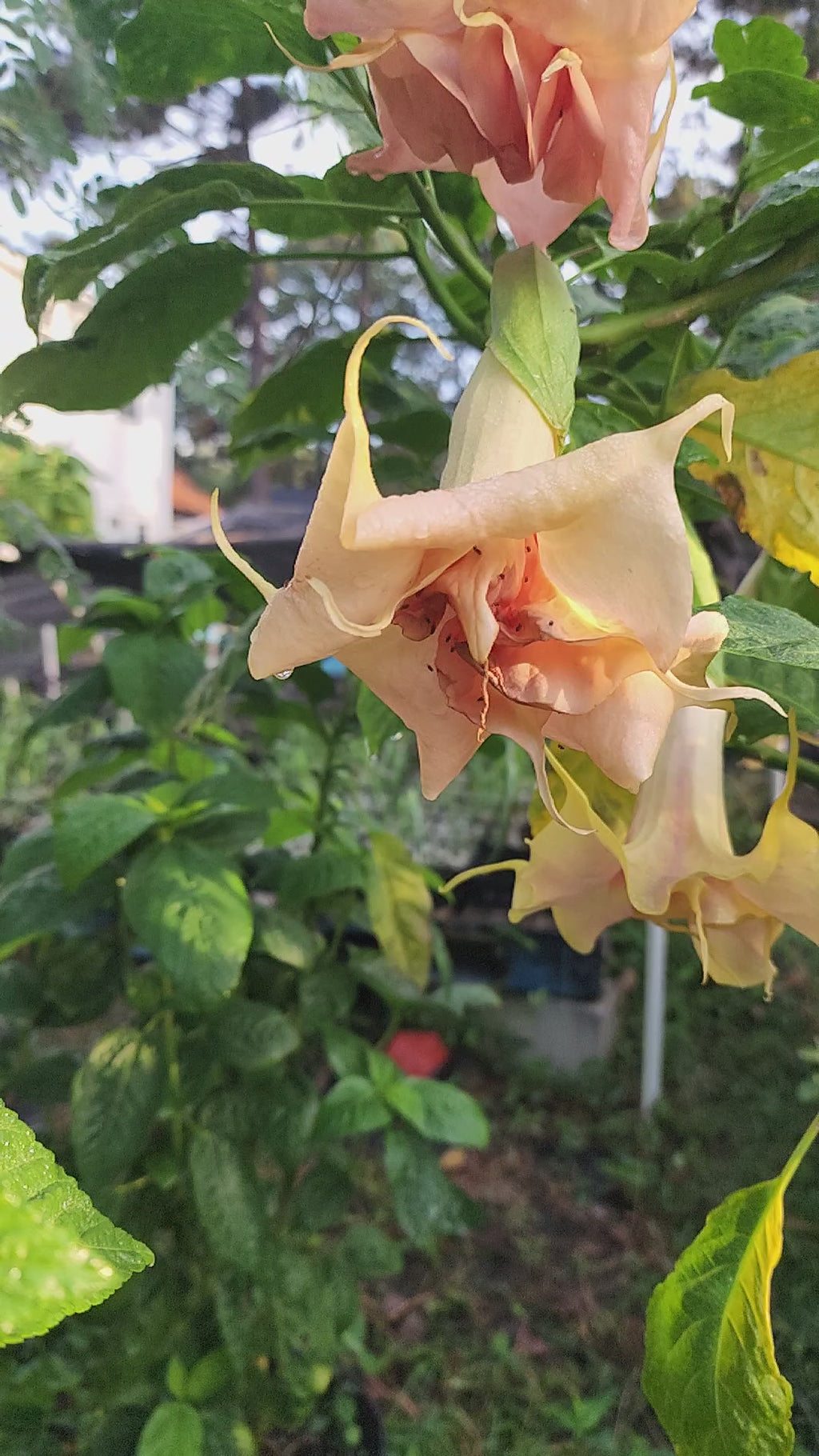 Angel's Trumpet "Fruit Salad" - Live Plant